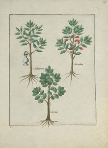 Illustration du Livre des Simples Médecines par Mattheaus Platearius (d.c.1161) c.1470 - Robinet Testard